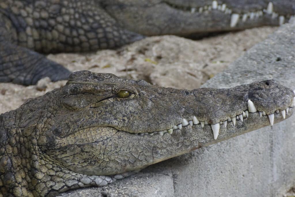 La Vanille Crocodile Park