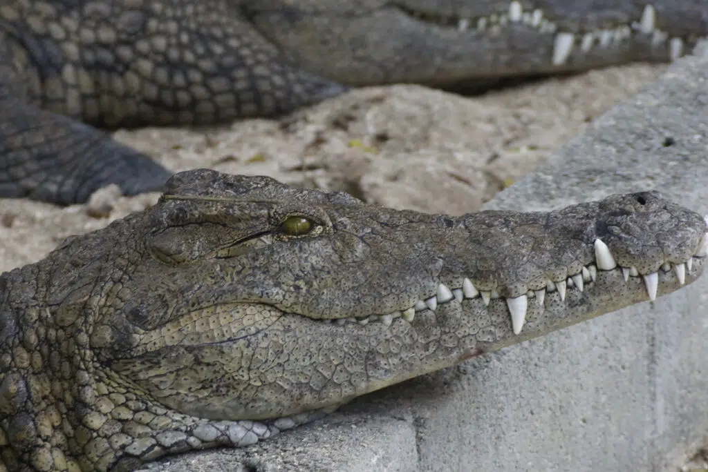 La Vanille Crocodile Park