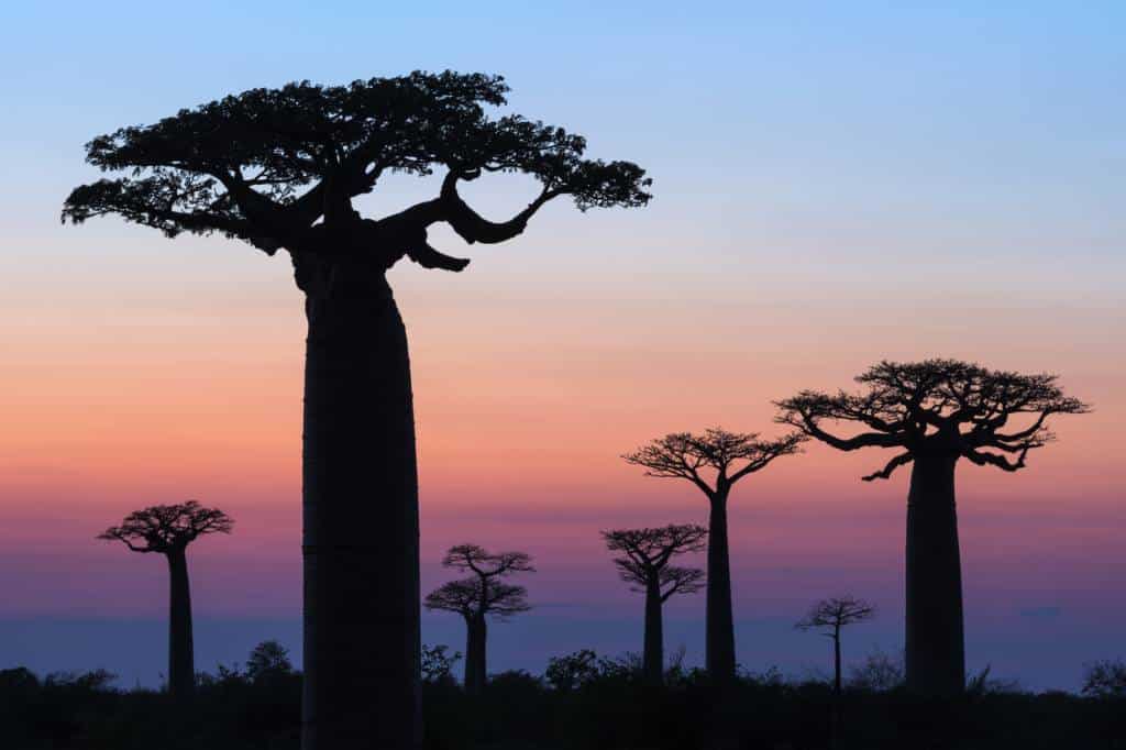 agence voyage Madagascar séjour court visite tourisme visiter baobabs Antananarivo excursion bateau Tsiribihina location voitures chauffeur billets avion réservation