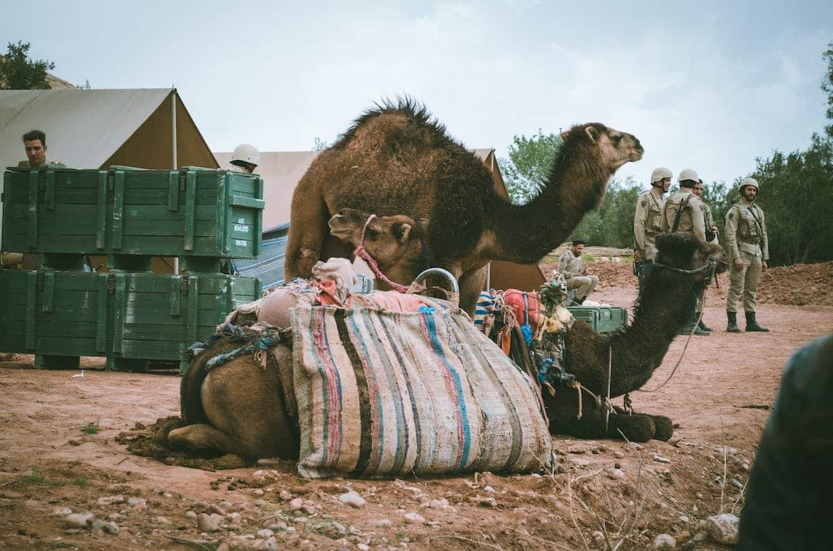 animal voyage