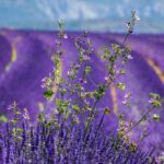 La Provence et ses domaines viticoles pour passer les vacances