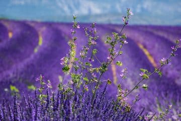 La Provence et ses domaines viticoles pour passer les vacances