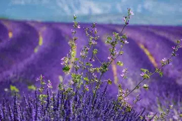 La Provence et ses domaines viticoles pour passer les vacances