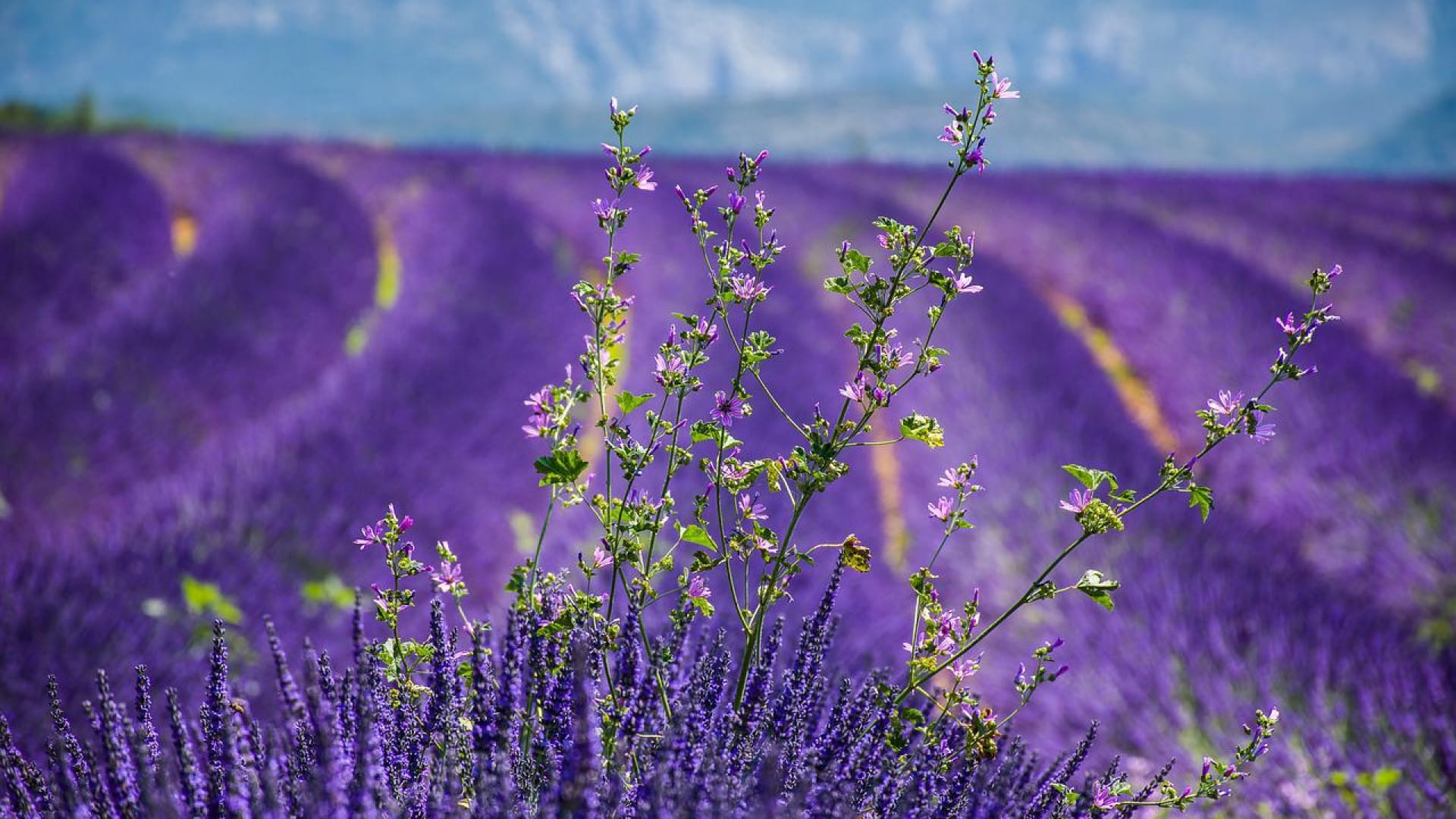 La Provence et ses domaines viticoles pour passer les vacances