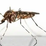 Le bracelet anti-moustique : quel choix effectué avant de voyager dans un pays tropical ?