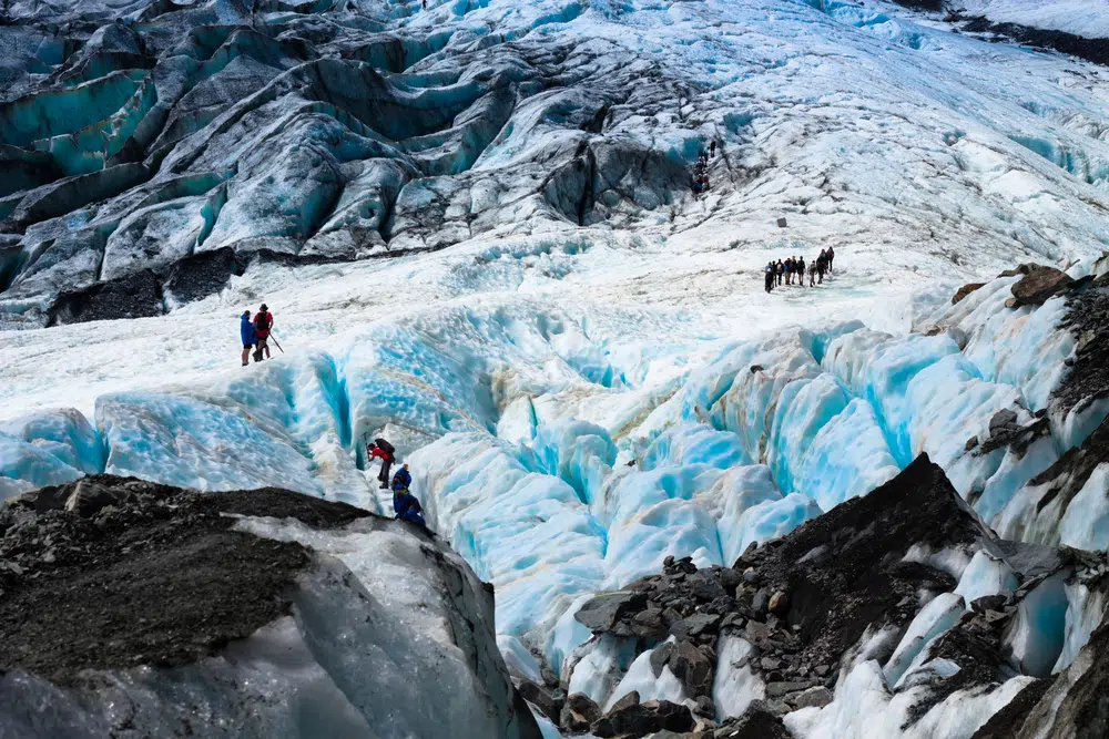 glacier Fox